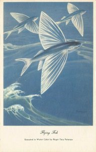 LPS65 FLYING FISH Roger Tory Peterson Postcard