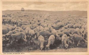 Riverton Wyoming Sheep Ranch Just Shorn Vintage Postcard AA43568