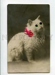 3097382 Funny White PUSSY CAT w/ real EYES & BOW vintage PHOTO