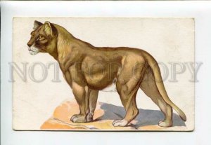 3158730 Hunt LION Lioness Senegalese vintage Russian RARE PC