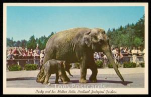 Packy and his Mother Belle, Portland Zoological Gardens