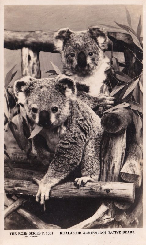 Koala Bear Australia Rare Rose Series Old RPC Postcard