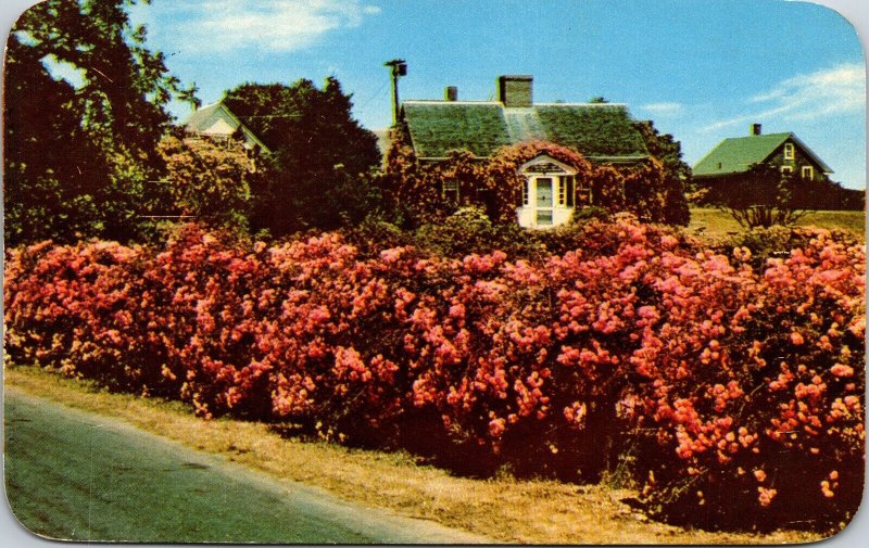 Rose Covered Cottage Cape Cod Massachusetts MA Postcard PM Cancel WOB Note VTG 