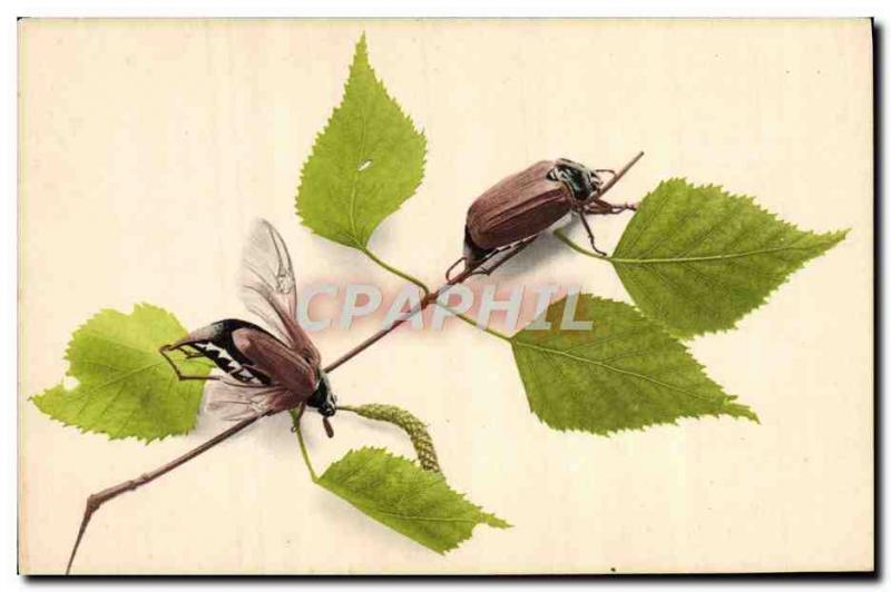 Old Postcard Insects