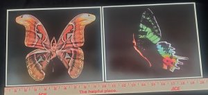 Pair Oversized 8x10 BUTTERFLY Nude Lady Front & Side Postcards ©1980 Jan Cobb