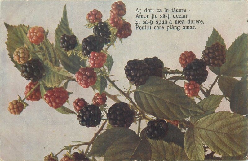 Fruits plants wild strawberry & raspberry vintage postcards Romania love poems 