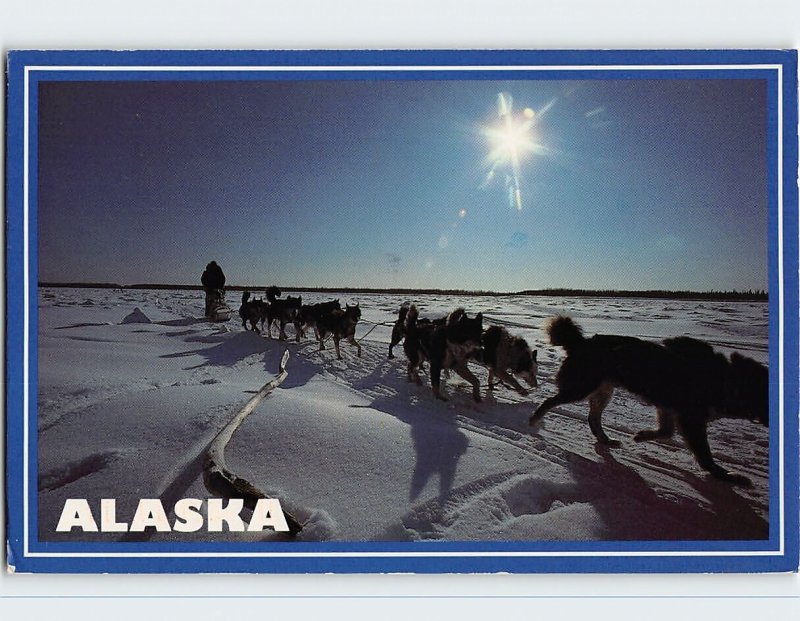 Postcard Arctic Alaska Sled Dog Team, Alaska