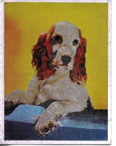 Animals. Dog Modern English photo postcard, with glitter. 11 X 14 cms.