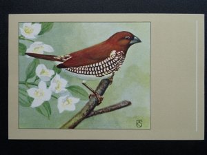 Bird Theme SPICE FINCH c1950s Postcard by P. Sluis / Series 1 No.7