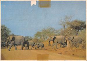 B98732 elephant elefant south africa  animaux animals