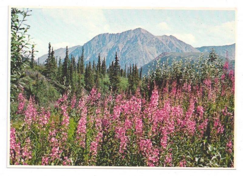 Alaska Fireweed Postcard Alaska Imp Prints 4 X 6