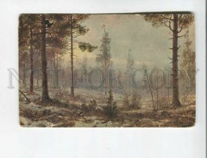 473094 Russia MURAVIEV Tetrao capercaillie on tree Forest HUNT RICHARD #1160