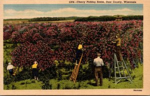 Wisconsin Door County Cherry Picking Scene 1958 Curteich
