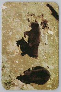 Animal~Mama And Papa Bear~Bruin Stands Up To Take Bow~Vintage Postcard 