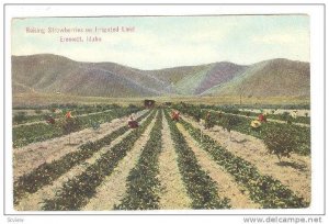 Raising & Picking Strawberries On Irrigated Land, Emmett, Idaho, 1900-1910s