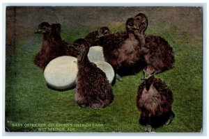 c1910's Baby Ostriches Cockburn's Ostrich Farm Hot Springs Arkansas AR Postcard