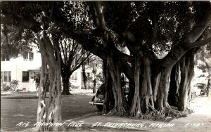 RPPC Big Banyan Tree, St. Petersburg FL Vintage Postcard U27
