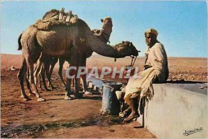 Modern Postcard South Point An Algerian Water Camel