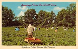 Humboldt Tennessee Strawberry Picking Scene Vintage Postcard K87908
