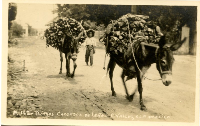 Mexico - C. Valles, S.L.P. Burros Loaded with Firewood.   *RPPC