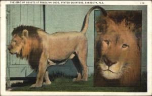 Sarasota FL Ringling Bros Circus Lion c1920 Postcard