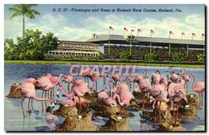 Old Postcard Flamingos And Nests At Hialeah Race Course Hialeah Fla