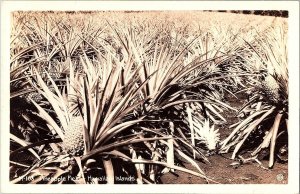 RPPC Postcard Pineapple Field Hawaiian Islands 1950s