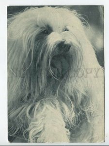 463728 USSR 1969 year Dog Maltese lapdog postcard