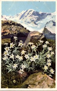 Austria Edelweiss In The Mountains 1961