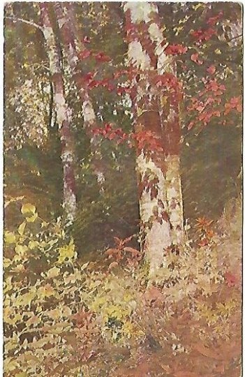 Autumn Leaves Birch Railroad Cancellation 1908 Vintage Postcard American Art