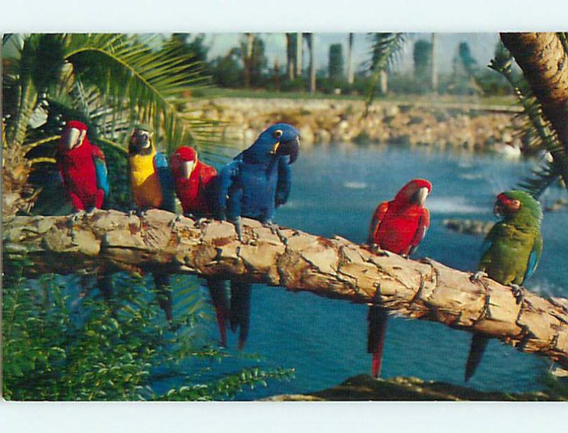 Unused 1950 S Parrot Birds At Busch Gardens Los Angeles California