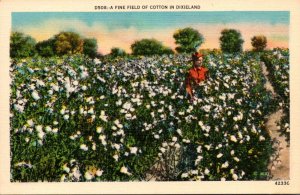 A Fine Field Of Cotton In Dixie
