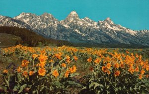 Postcard Teton National Park Snow-Capped Pics In Summertime Sunflower Wyoming WY