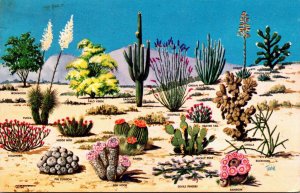 Cactus and Desert Flora Of The Southwest 1968