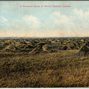 c1912 High River AB Thousand Acres Wheat Field Harvesting Farm Stooks Canada