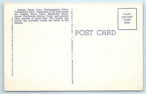 YELLOWSTONE NATIONAL PARK, WY  Eastern BROOK TROUT  c1940s  Linen Postcard