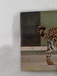 Antique Postcard, New York Zoological Park  Jaguar Senior Lopez