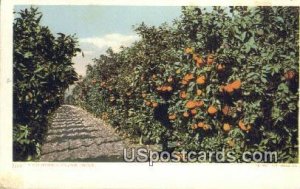 Orange Groves - MIsc, CA