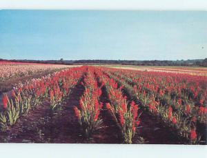 Unused 1950's ROWS OF GLADIOLA FLOWERS Flint New York NY r9311