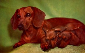 Dachshunds