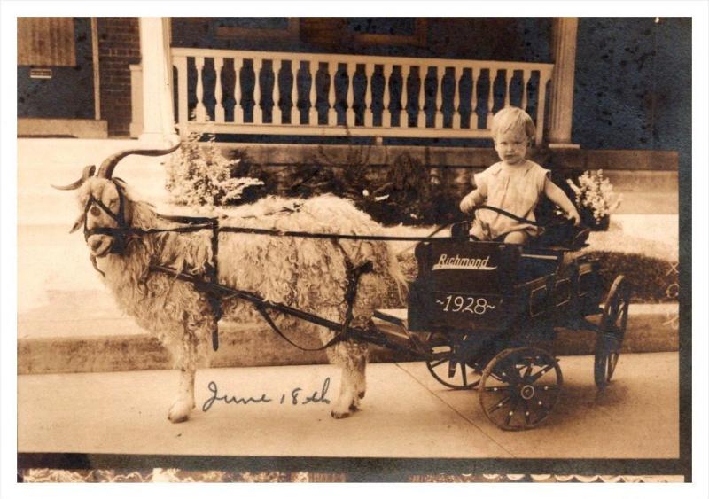 Baby in cary pulled by Sheep   RPC