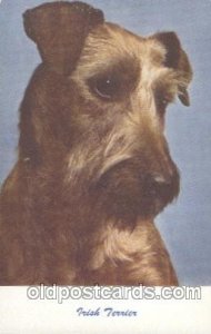 Irish Terrier, Dog Unused 