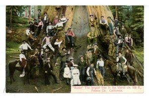 CA - Fresno. Boole, World's Largest Tree