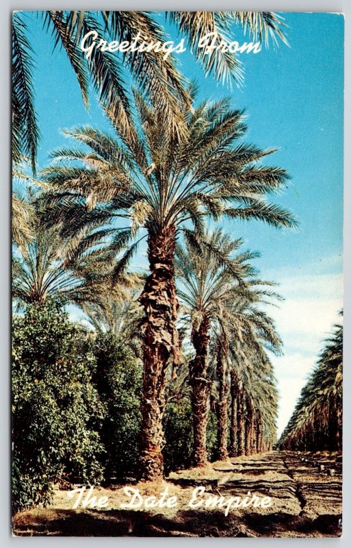 Greetings Palm Springs Indio California Scenic Foliage Chrome UNP Postcard