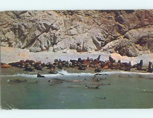 Pre-1980 SEAL ROCKS Catalina Island - Los Angeles California CA hn6107