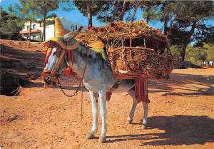 BR85131 el burito botijero  spain donkey types folklore