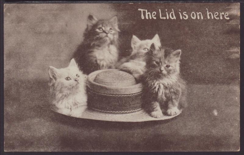 Four Kittens on a Hat Postcard