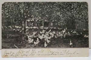 1905 Yorktown NY RPPC Yard Full of Chickens to Tallipoosa Ga  Postcard A18