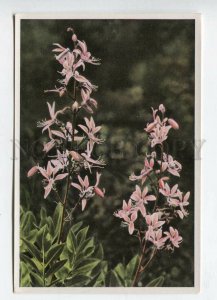 427933 Flower Dictamnus albus Vintage Sammelwerk Tobacco Card w/ ADVERTISING
