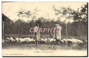 Old Postcard Folklore Landes A moment of rest Sheep